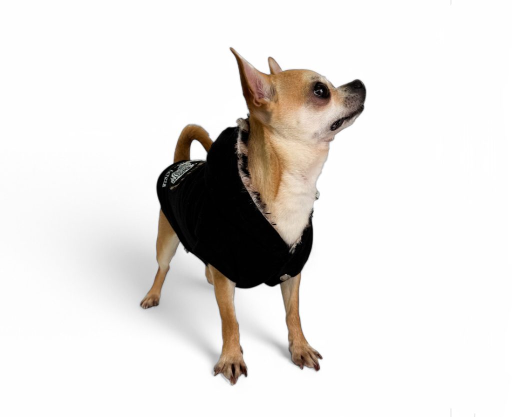 Felpa per cani elegante indossata da un Chihuahua