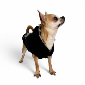 Felpa per cani elegante indossata da un Chihuahua