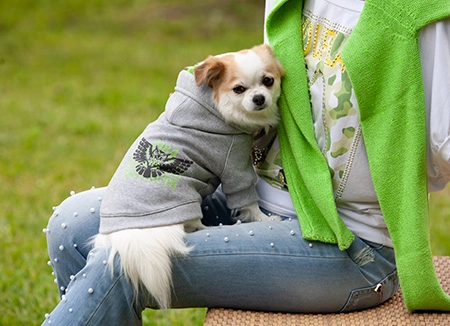 Chihuahua bianco e beige seduto su gambe di donna con jeans che indossa felpa per cani con cappuccio grigia