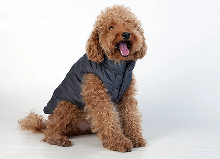 Barboncino nano color albicocca che sbadiglia e che indossa elegante bomber per cani trendy di colore grigio