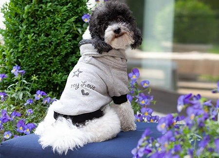 barboncino di schiena con felpa per cani in cotone biologico con romantici disegni in micro-borchiette colorate