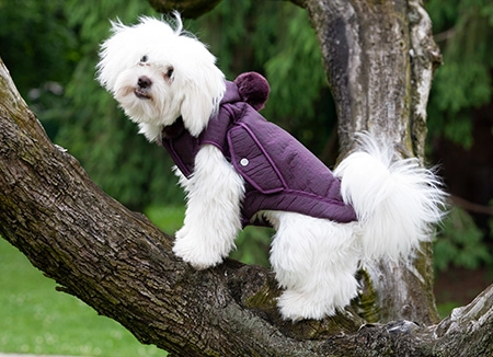 HollyOwl abbigliamento per cani di lusso