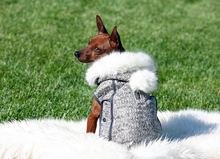 pincher marrone su prato di schiena che indossa impermeabile per cani di lusso di colore grigio mélange con dettagli eco-fur bianchi su cappuccio e pom-pom