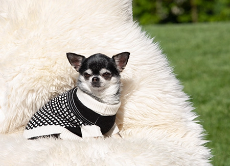 Chihuahua su sedia che indossa maglione per cani in cashmere Made in Italy