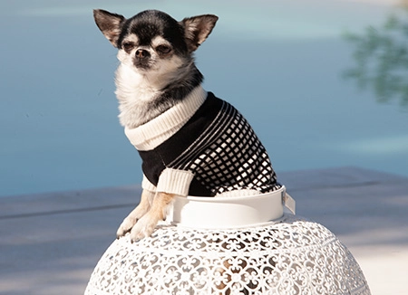 Chihuahua che indossa maglione per cani in cashmere Made in Italy