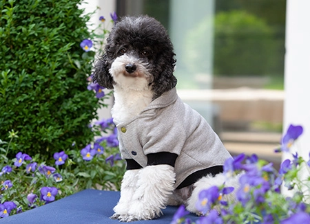 barboncino bianco e grigio con felpa per cani in cotone biologico con romantici disegni in micro-borchiette colorate, grigia e nera