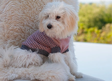 Barboncino bianco su sedia che indossa maglione dolcevita per cani in cashmere a quadretti rosa e grigio