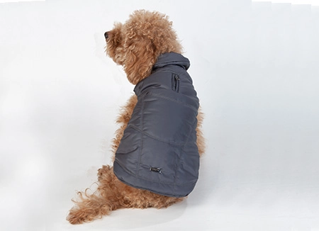 barboncino nano color albicocca di schiena che indossa elegante bomber per cani trendy e di tendenza colore grigio