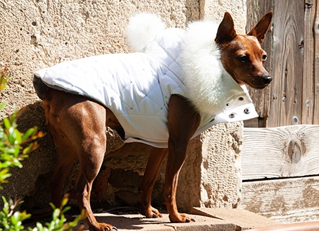Pincher marrone che indossa elegante cappottino di lusso per cani con raffinati dettagli in eco-fur bianco su cappuccio e poi-pon e scintillanti strass su tutto il capo