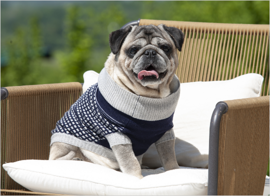 maglione per cani bulldog francesi indossato da carlino