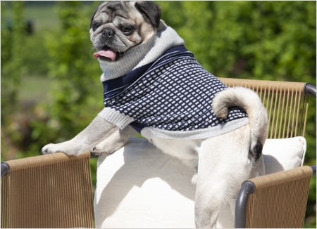 carlino su sedia che indossa maglione cani bulldog francesi