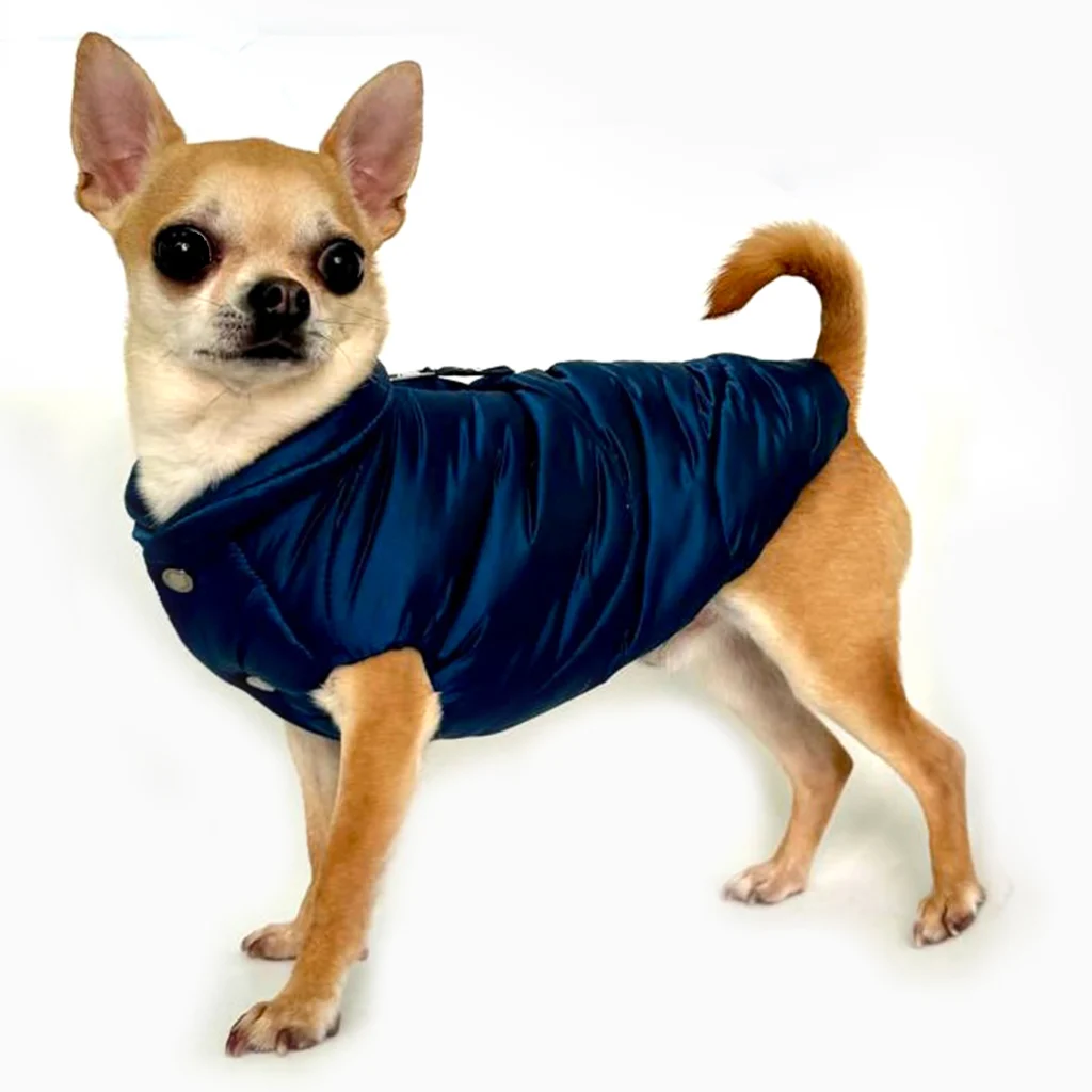 Best Winter Dog Coats: A Blue Shiny Puffer Jacket Worn by a Chihuahua