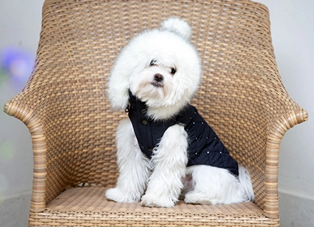 Abbigliamento di lusso per cani Made in Italy indossato da maltese bianco