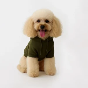 Cream poodle facing forward wearing a military green organic cotton dog hoodie by HollyOwl.