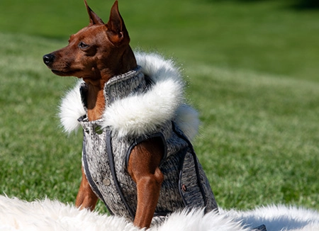 pincher marrone su prato di che indossa impermeabile per cani di lusso di colore grigio mélange con dettagli eco-fur bianchi su cappuccio e pom-pom
