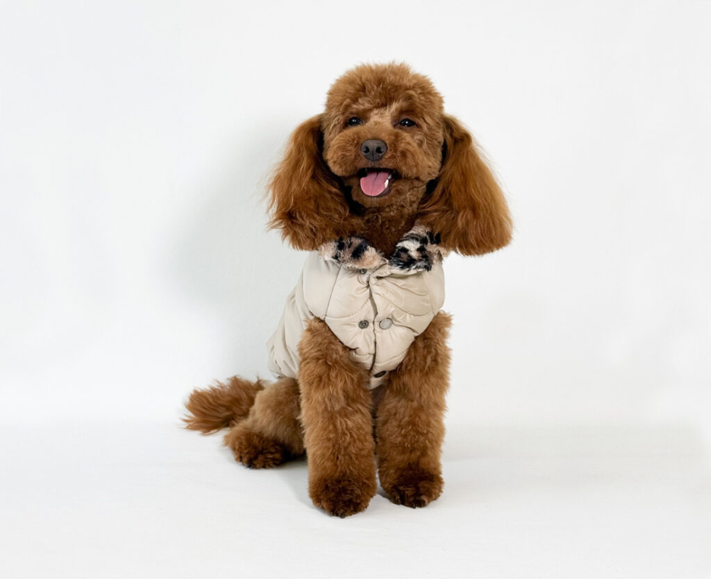 HollyOwl stylish dog jackets: a cream Poodle wears a trendy sand puffer jacket with leopard details