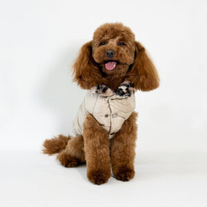HollyOwl stylish dog jackets: a cream Poodle wears a trendy sand puffer jacket with leopard details