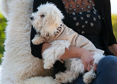 Barboncino che indossa piumino per cani di design color beige con collo leopardato