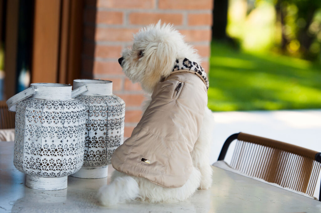 Piumino per cani di design indossato da barboncno bianco