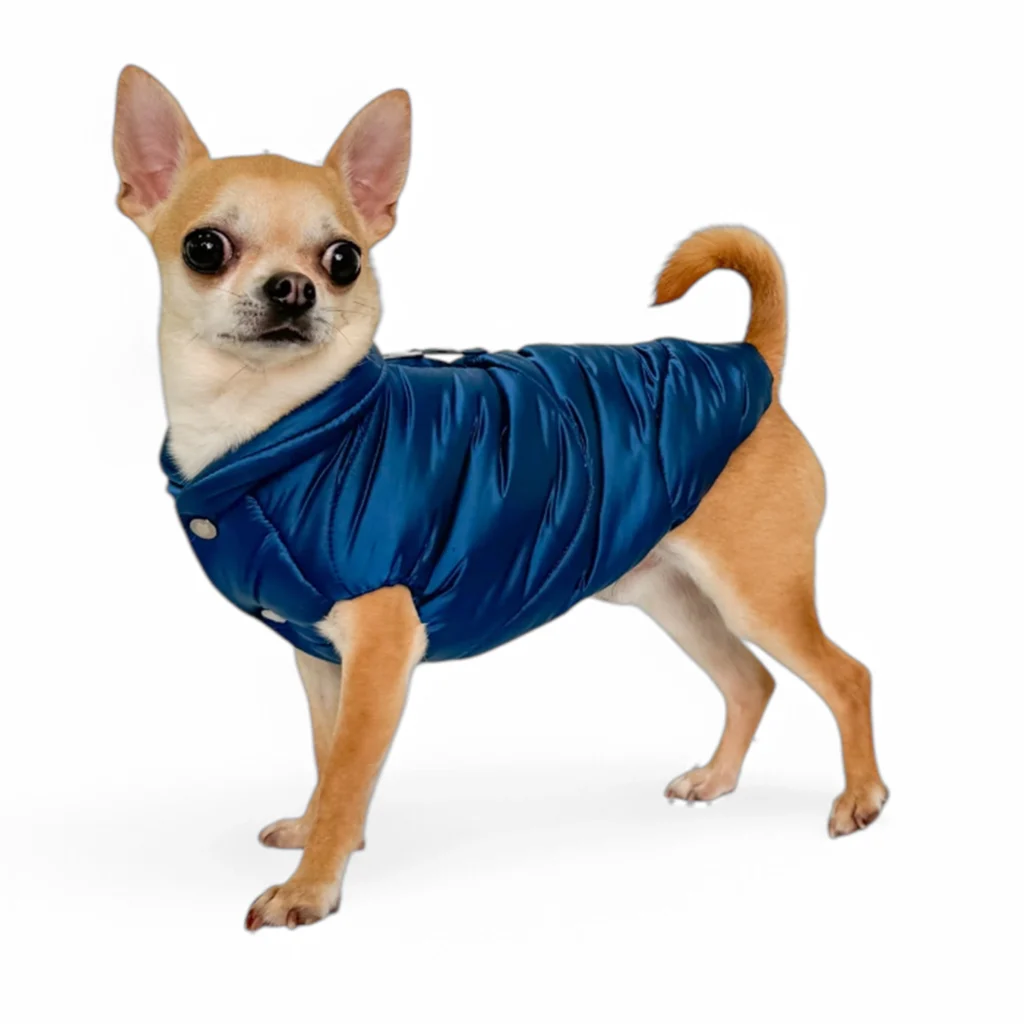 Piumino per cani piccoli color blue indossato da un Chihuahua - firmato HollyOwl.