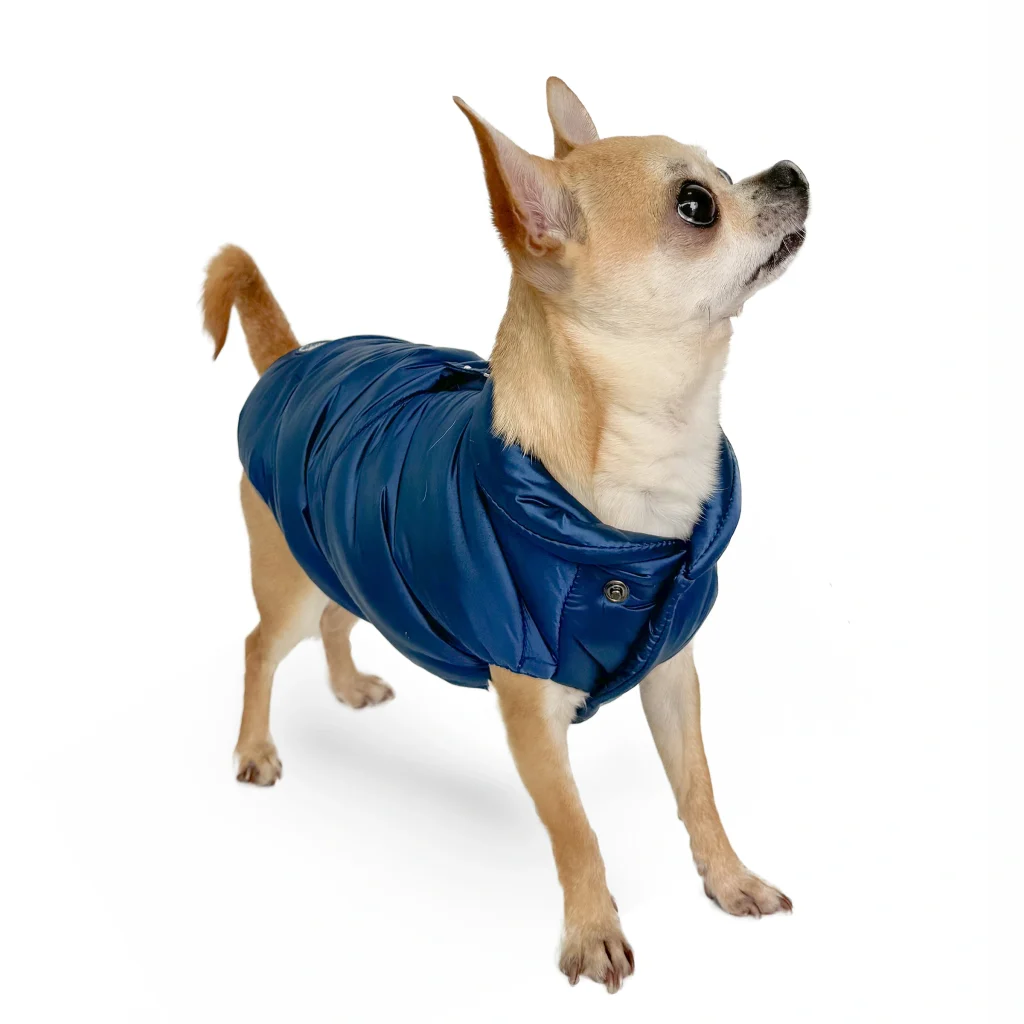 bomber per cani trendy